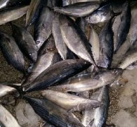 梭魚(yú)