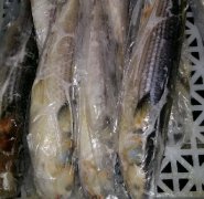 梭魚(yú)