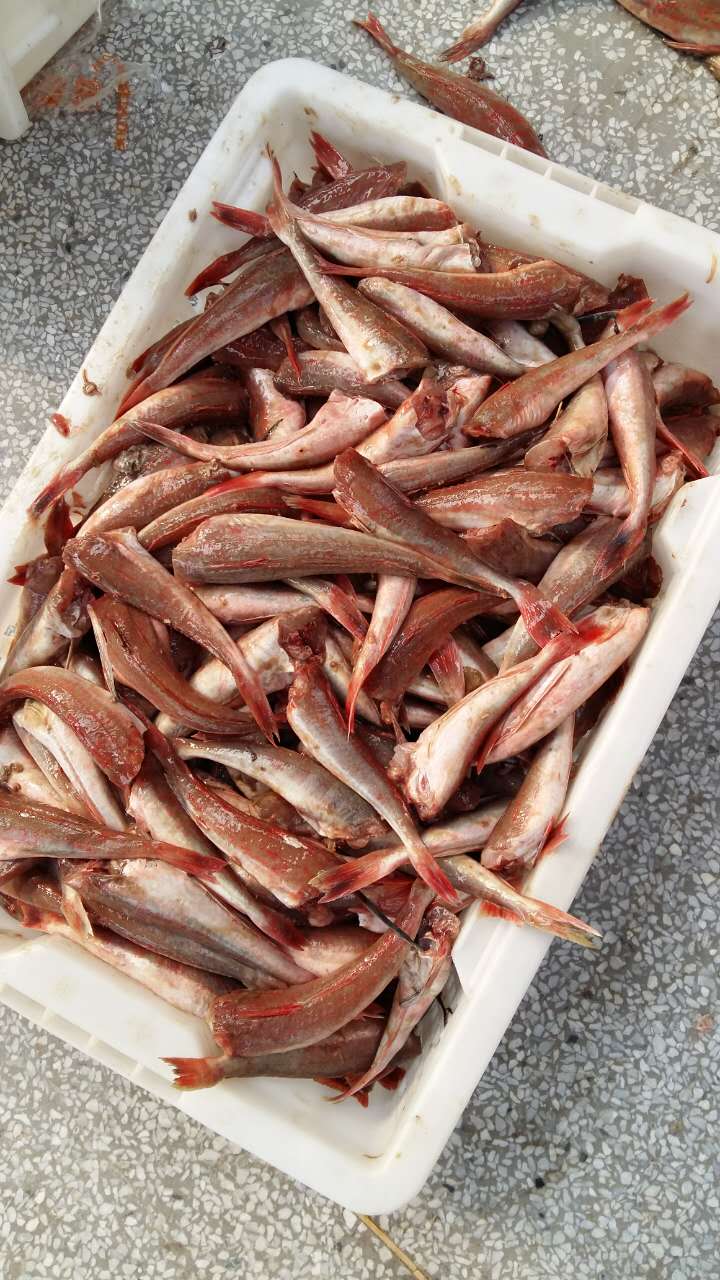 二去紅頭魚(yú)（紅娘子）