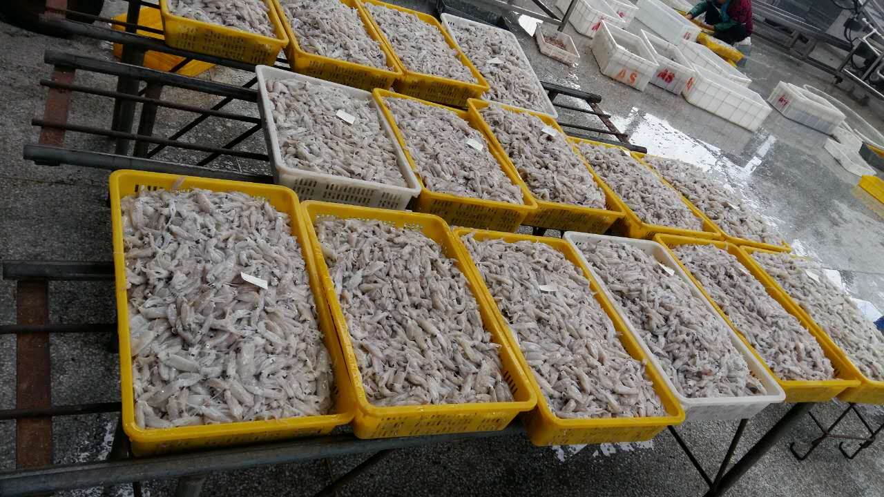 筆管魚(yú)