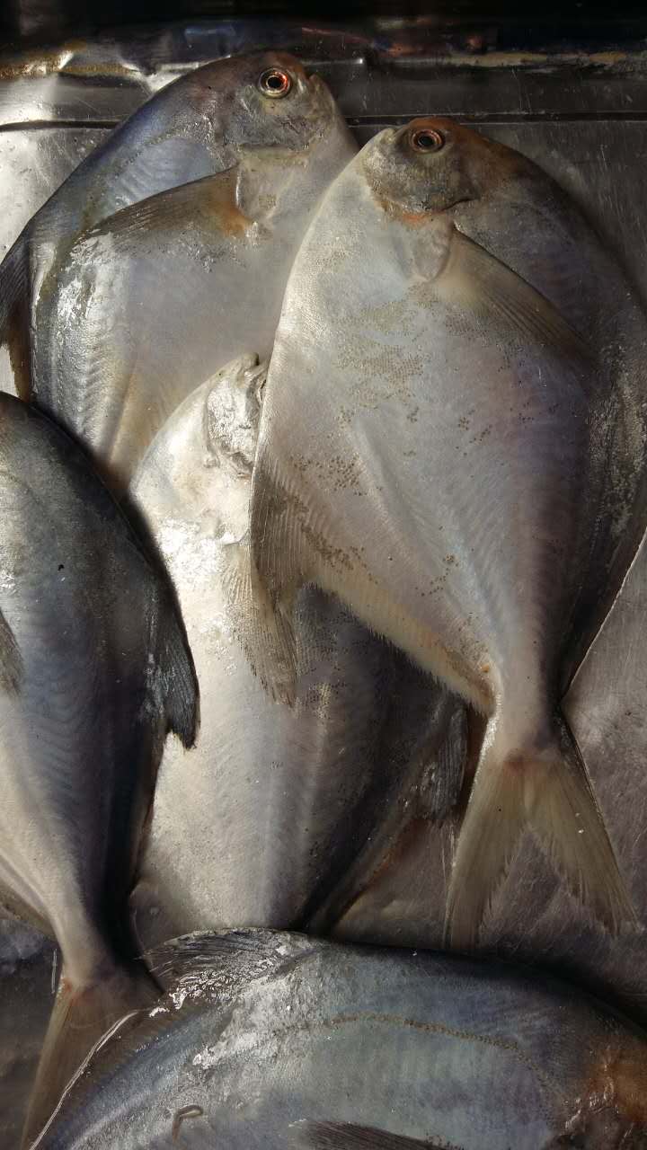 鯧魚(yú)